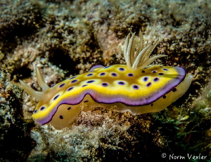 One of the most beautiful Nudibranchs - Kunie's Chromodoris by Norm Vexler 